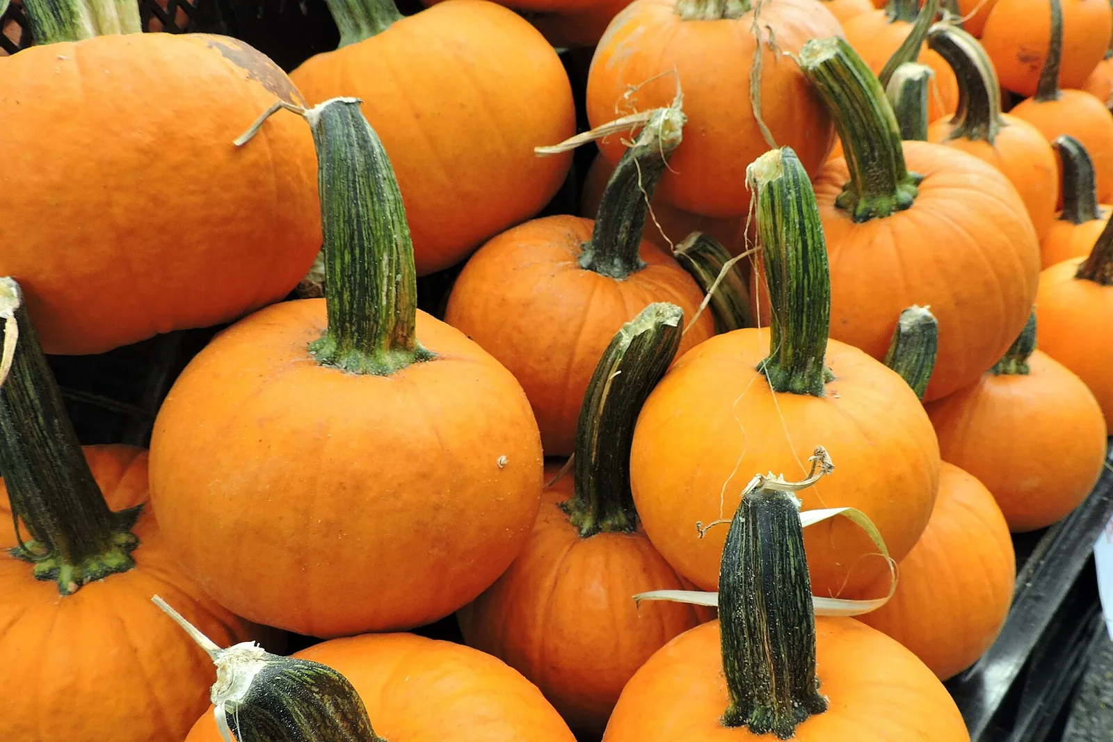 Pumpkins for sale at the Columbia Pike Farmers Market in Arlington.