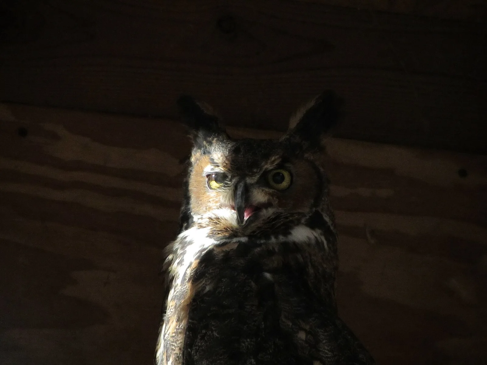 A great horned owl at Long Branch Nature Center in Glencarlyn Park, Arlington.